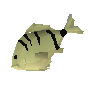 Roher Höhlenfisch